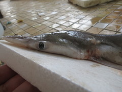 Scoliodon macrorhynchos