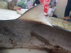 Scoliodon macrorhynchos