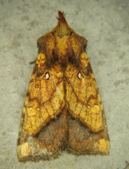 Papaipema leucostigma