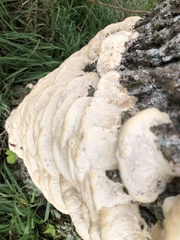 Irpiciporus