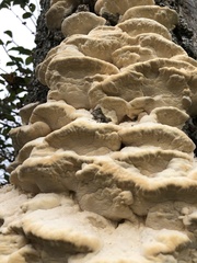 Irpiciporus