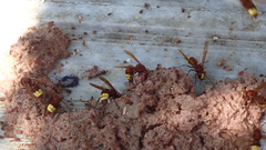Vespa orientalis