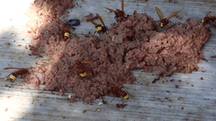 Vespa orientalis