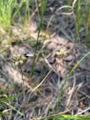 Allium geyeri tenerum