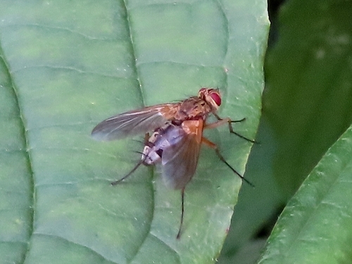 Dexiosoma caninum, 9717 HD Groningen, Netherlands, photo 7 of 10