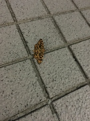 Epobeidia tigrata tigrata