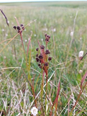 Luzula multiflora multiflora
