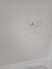 Pholcus phalangioides