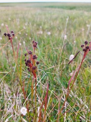 Luzula multiflora multiflora