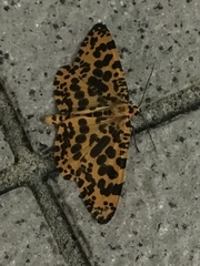 Epobeidia tigrata tigrata