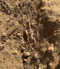 Paruroctonus utahensis