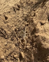 Paruroctonus utahensis