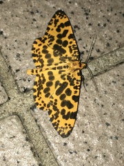 Epobeidia tigrata tigrata