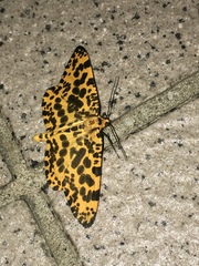 Epobeidia tigrata tigrata