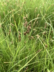 Carex simulata