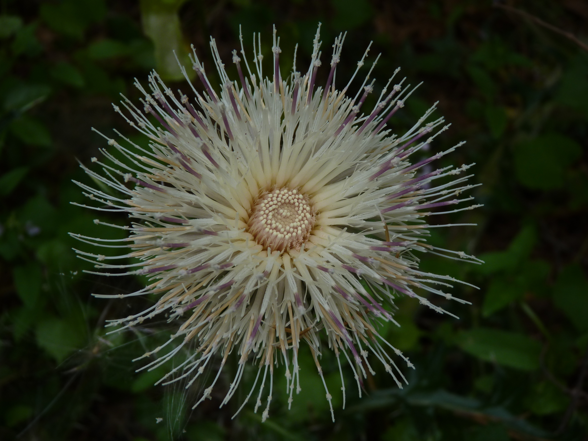 Cirsium horridulum var. horridulum