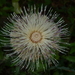 Horrid Thistle - Photo (c) Nate Hartley, some rights reserved (CC BY-NC), uploaded by Nate Hartley