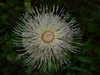 Horrid Thistle - Photo (c) Nate Hartley, some rights reserved (CC BY-NC), uploaded by Nate Hartley