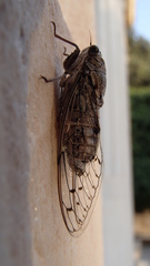 Cicada orni