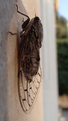 Cicada orni