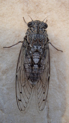 Cicada orni