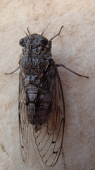 Cicada orni