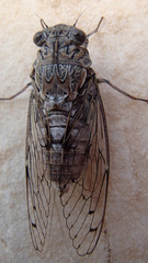 Cicada orni