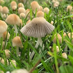 Fungi
