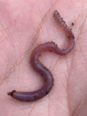 Oligochaeta