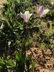 Sparaxis grandiflora