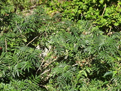 Melianthus