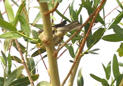 Setophaga townsendi × occidentalis