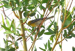 Setophaga townsendi × occidentalis