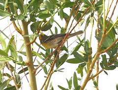 Setophaga townsendi × occidentalis