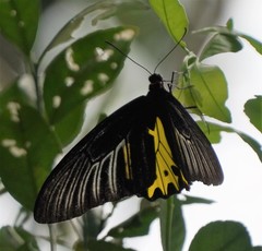 Troides helena