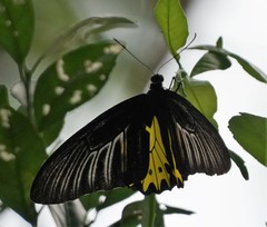 Troides helena