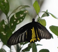Troides helena