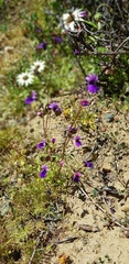 Nemesia chrysolopha