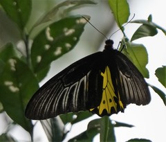 Troides helena