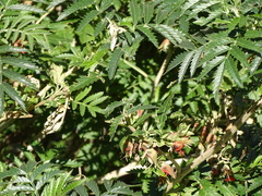 Melianthus