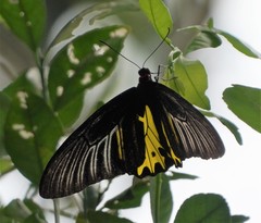 Troides helena