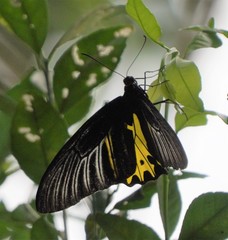 Troides helena
