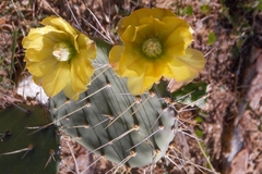 Opuntia caracassana
