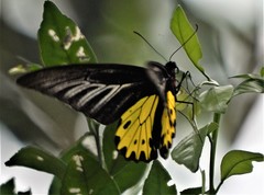 Troides helena