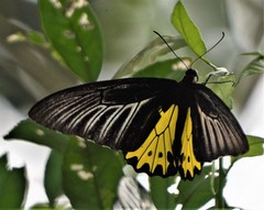 Troides helena