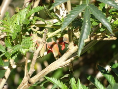 Melianthus