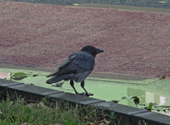 Corvus cornix × corone