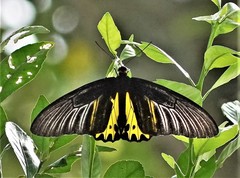 Troides helena