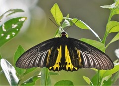 Troides helena