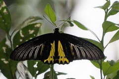 Troides helena